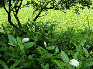 B-hangesho-2.jpg