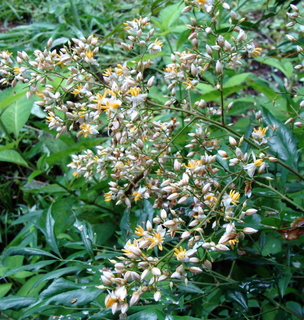 B-hototo-6902.jpg