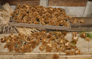 B-kamatu-0992.jpg