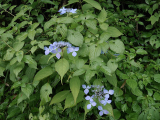 B-natu-60643.jpg
