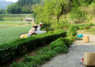 B-ocha-3528.jpg