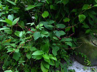 B-suku-70236.jpg