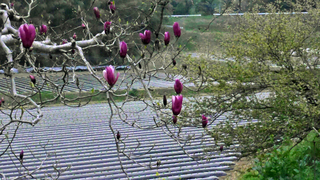 B-sumi-10211.jpg