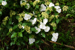 B-ut-3652.jpg