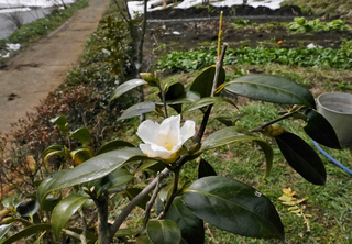 B-wa-0887.jpg